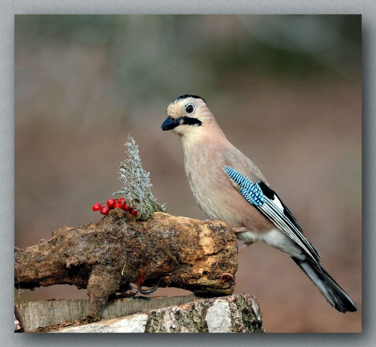 Птица Уральская Сойка