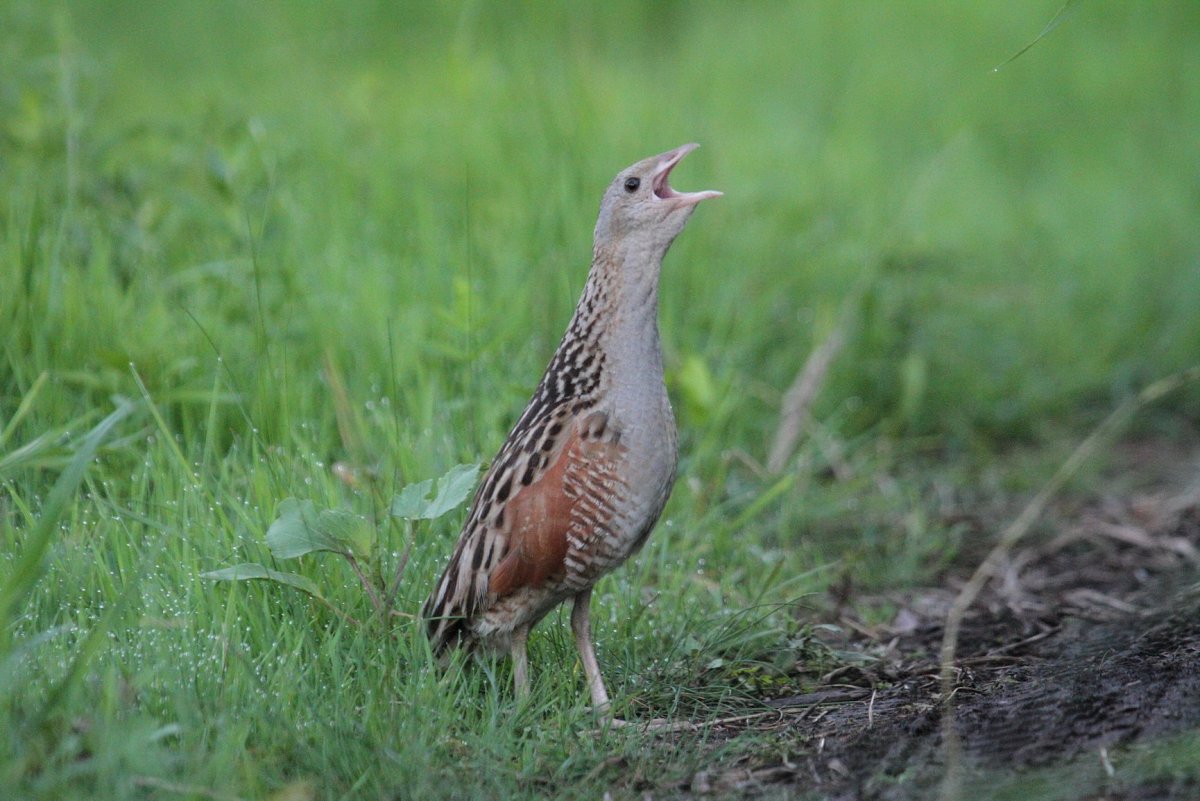 Пурпурный Коростель