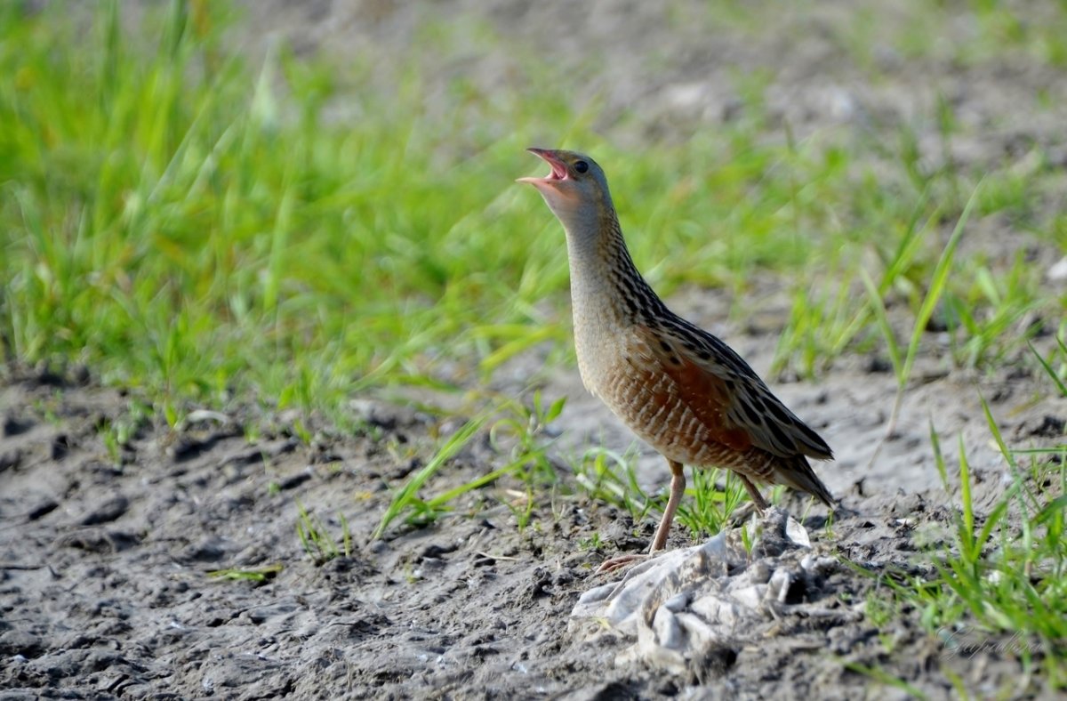 Дергачи птица Дергач Коростель