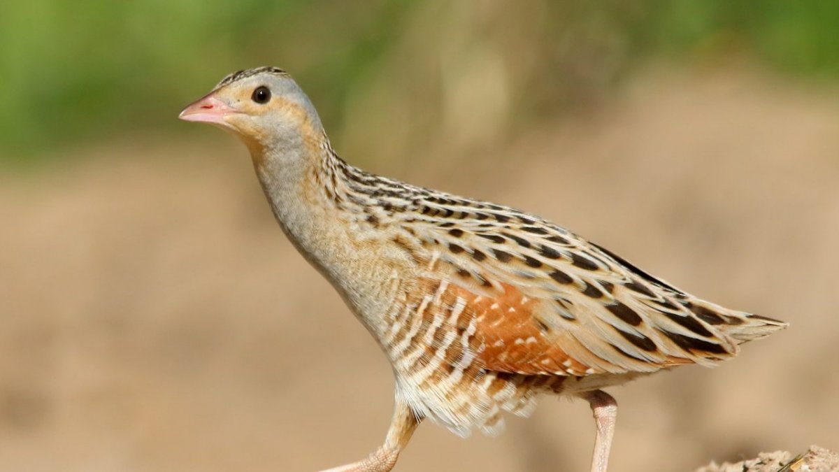 Зеленая цапля