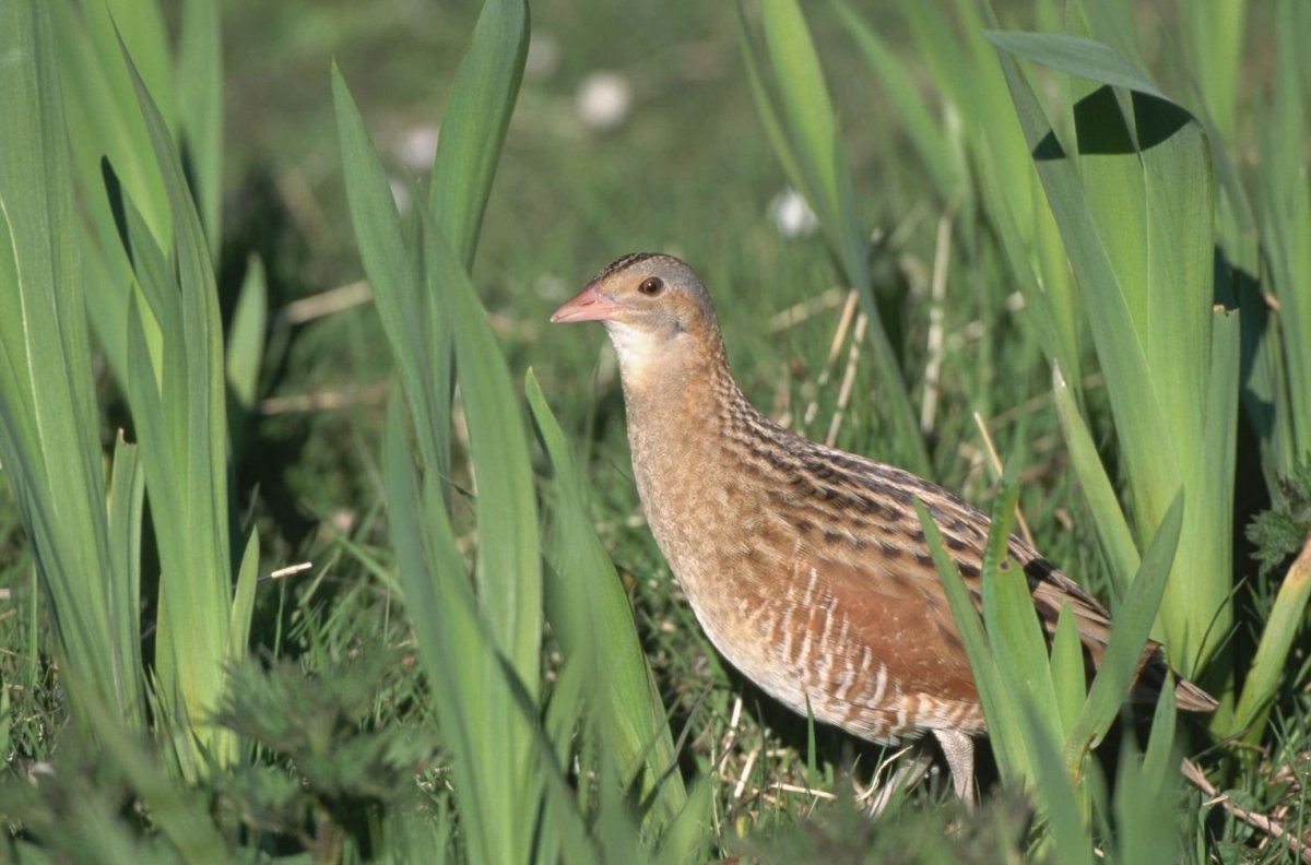 Коростель птица охота