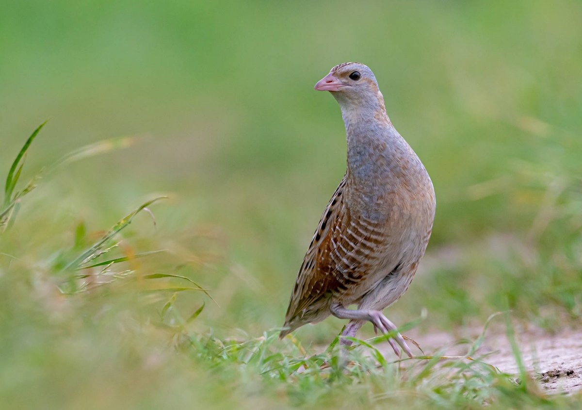 Коростель в Московской области