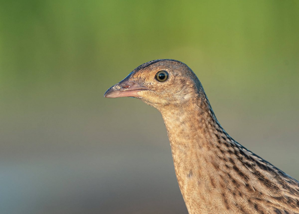 Коростель в Московской области