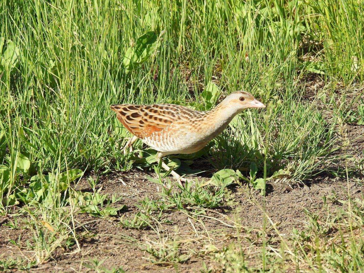 Коростель птица фото звуки в Сибири