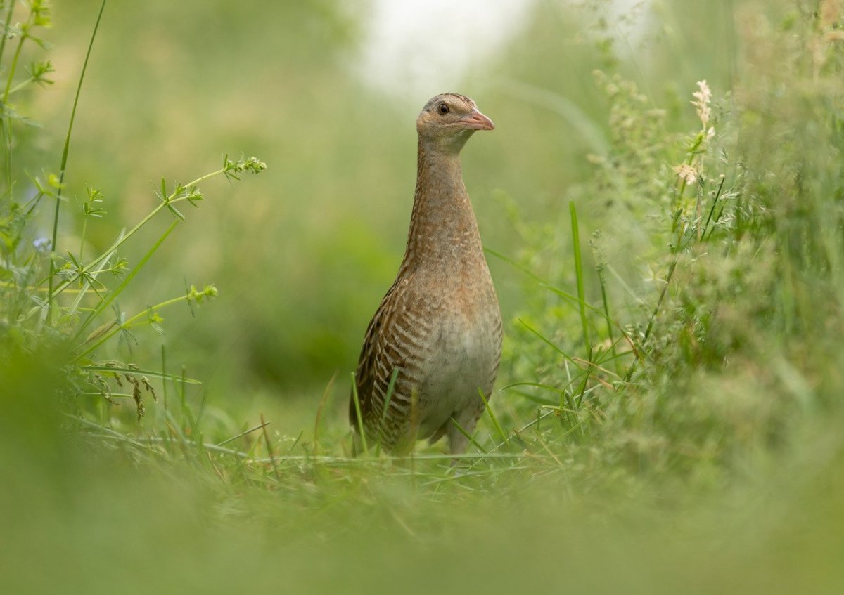 Коростель иллюстрация