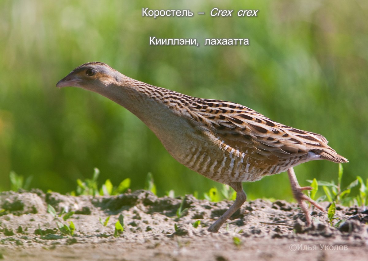 Коростель Луговой