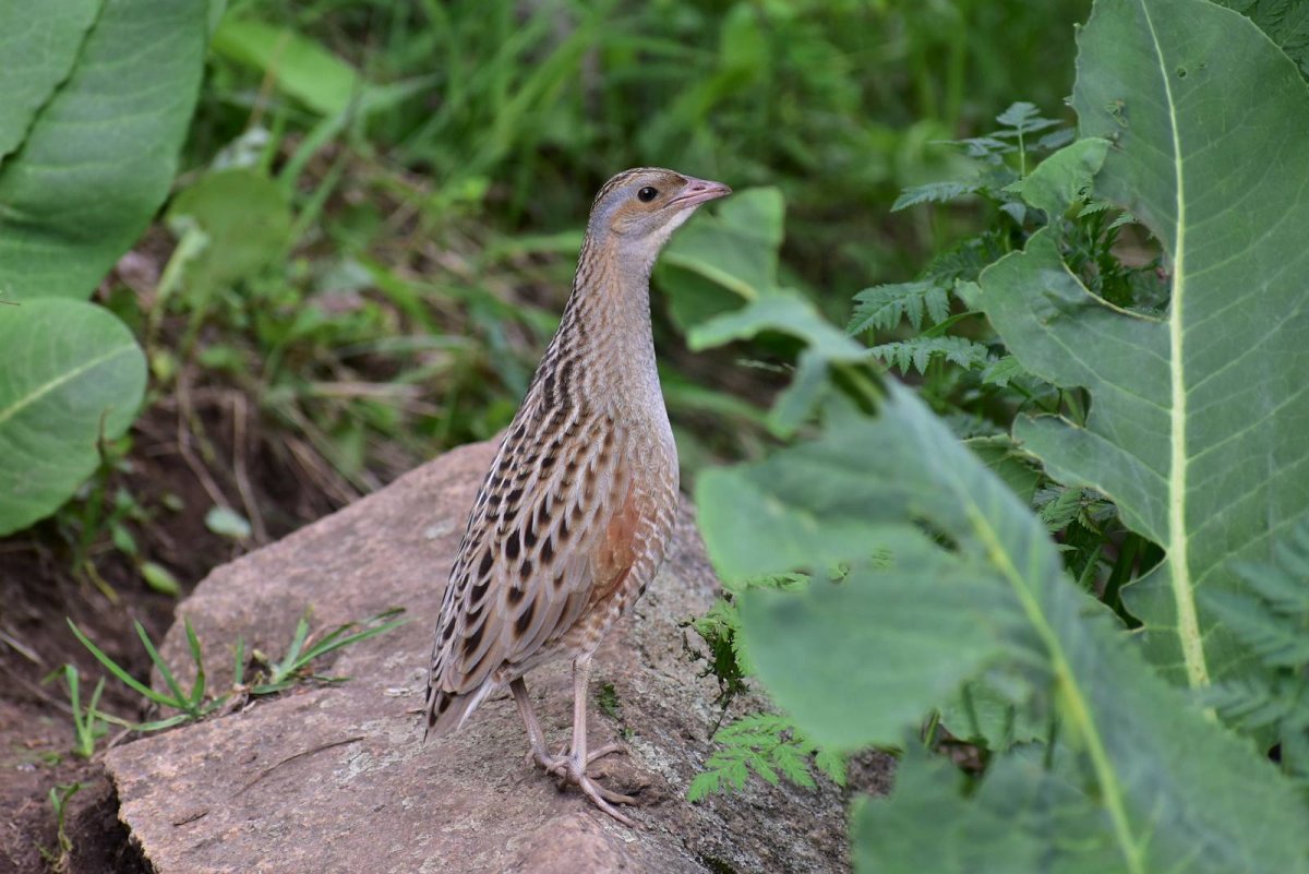 Коростель Египетский