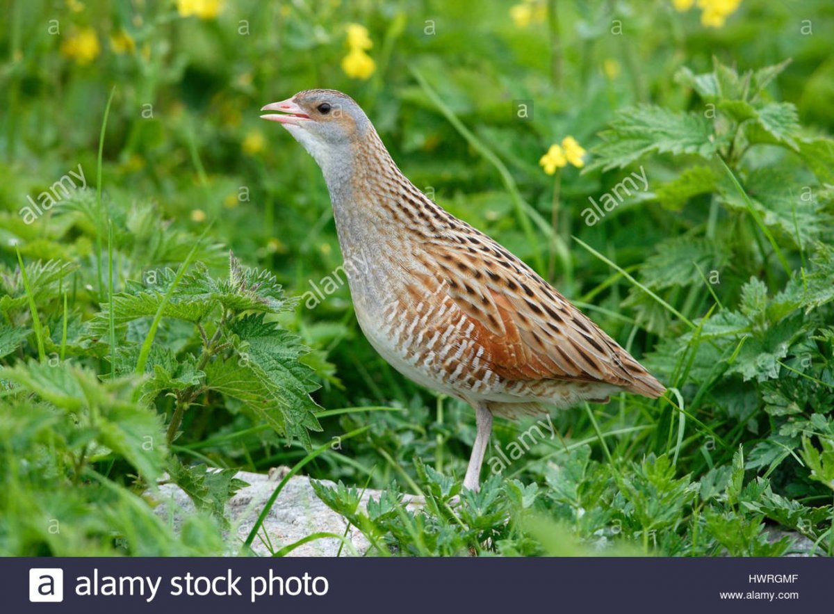 Карликовый Коростель