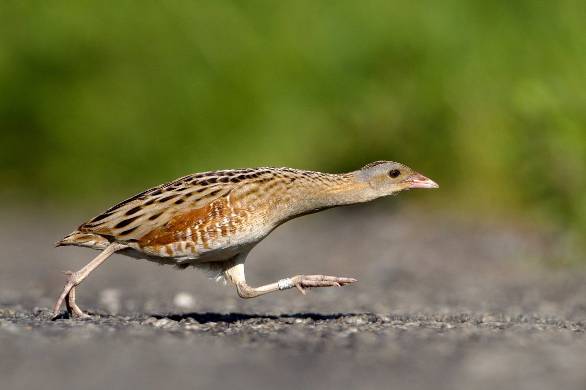 Коростель гнездование