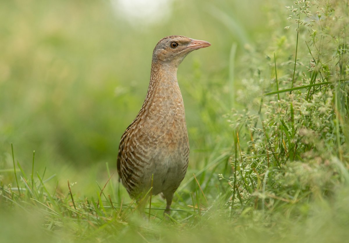 Коростель птица