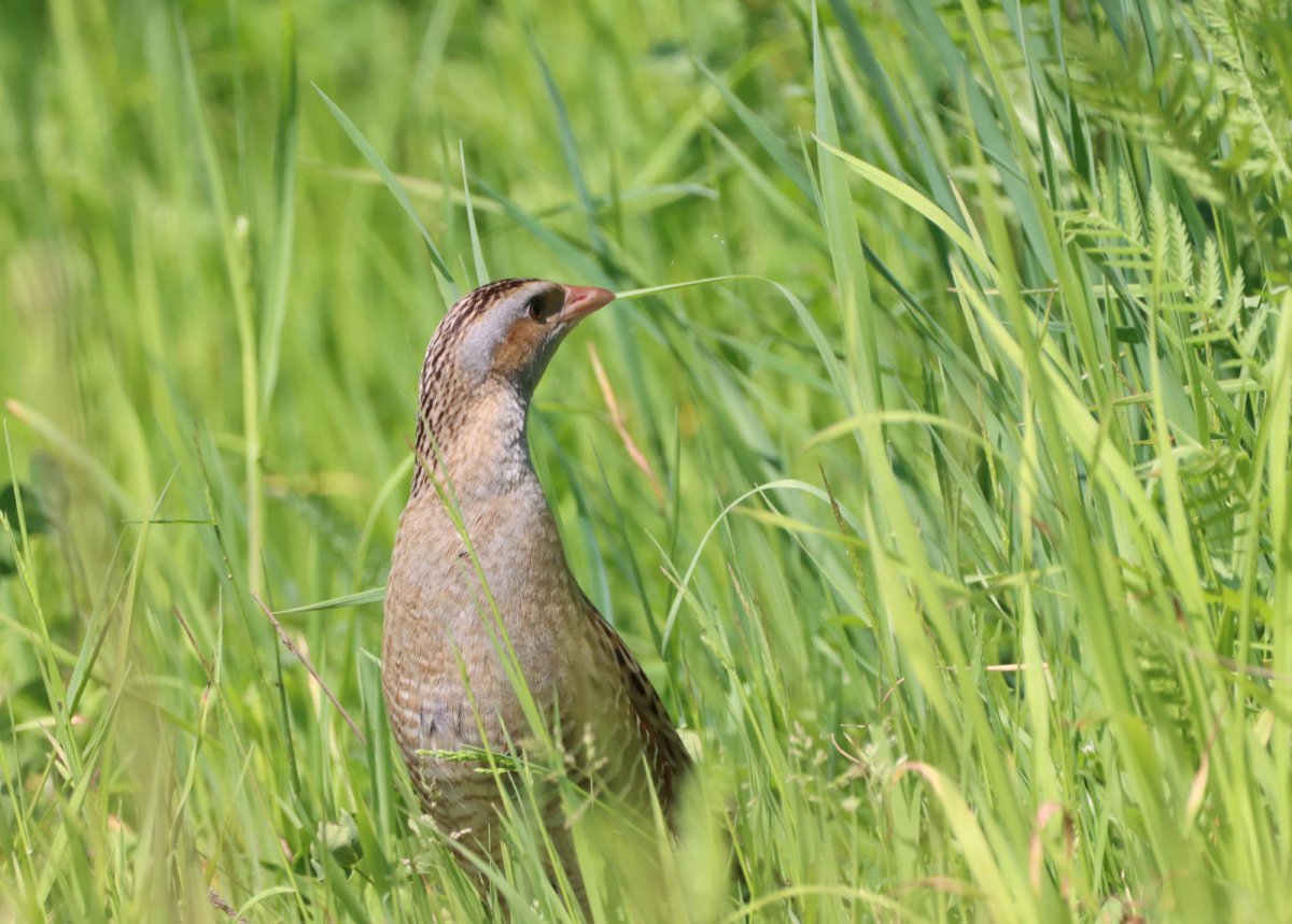 Коростель птица Хакасии