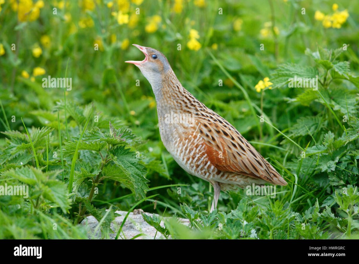 Кричат в кустах Коростели и бьют