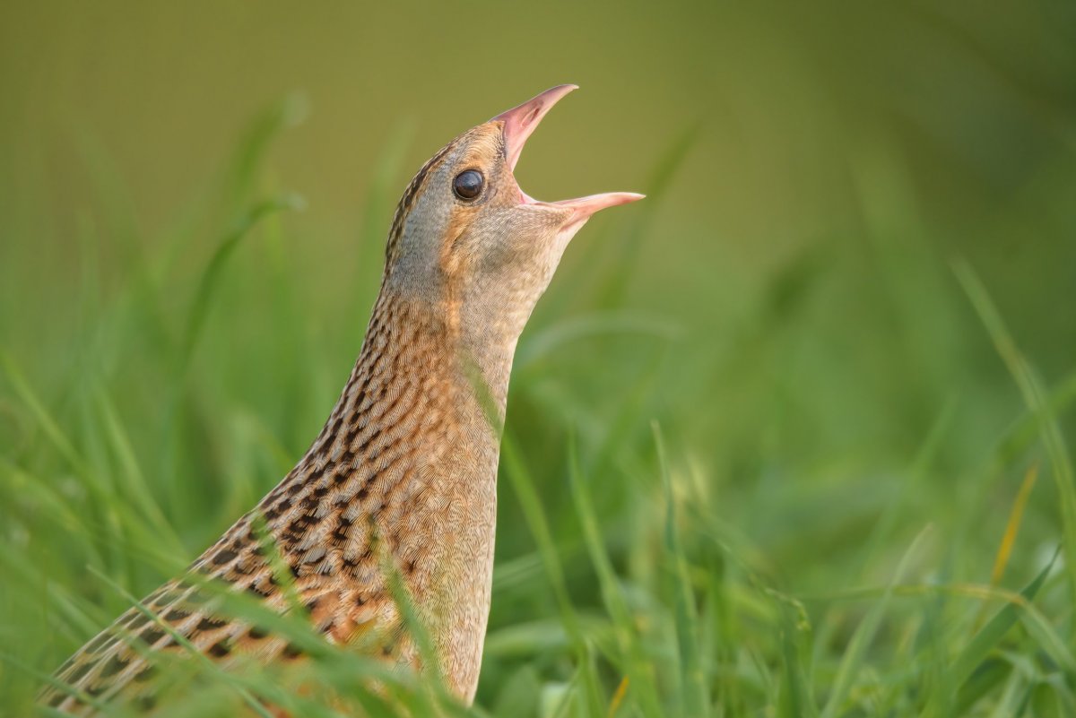 Болотная Курочка Коростель