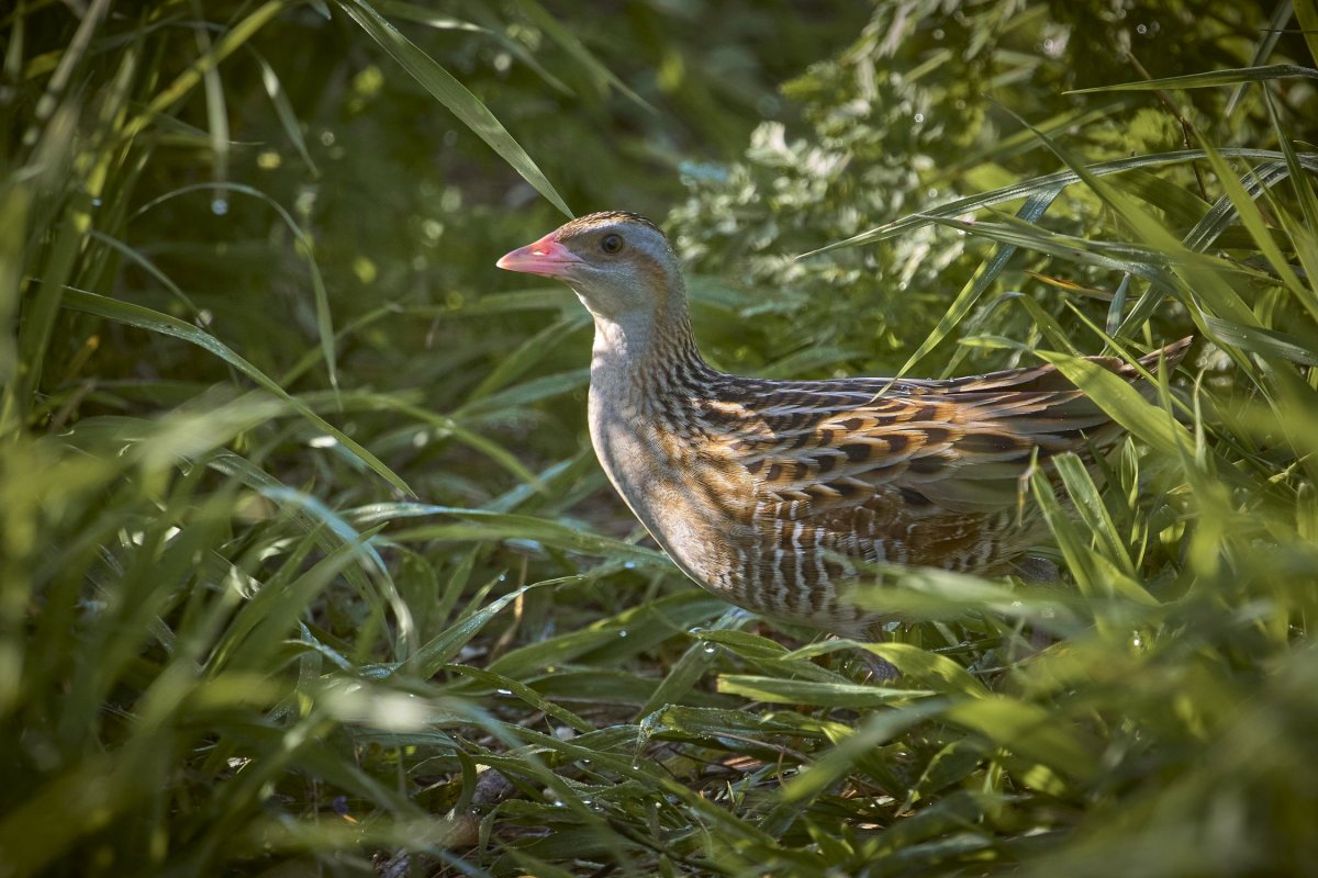 Коростель Луговой