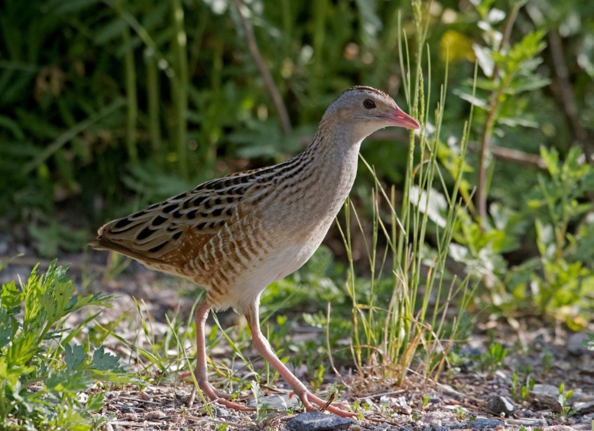 Коростель дерг дерг