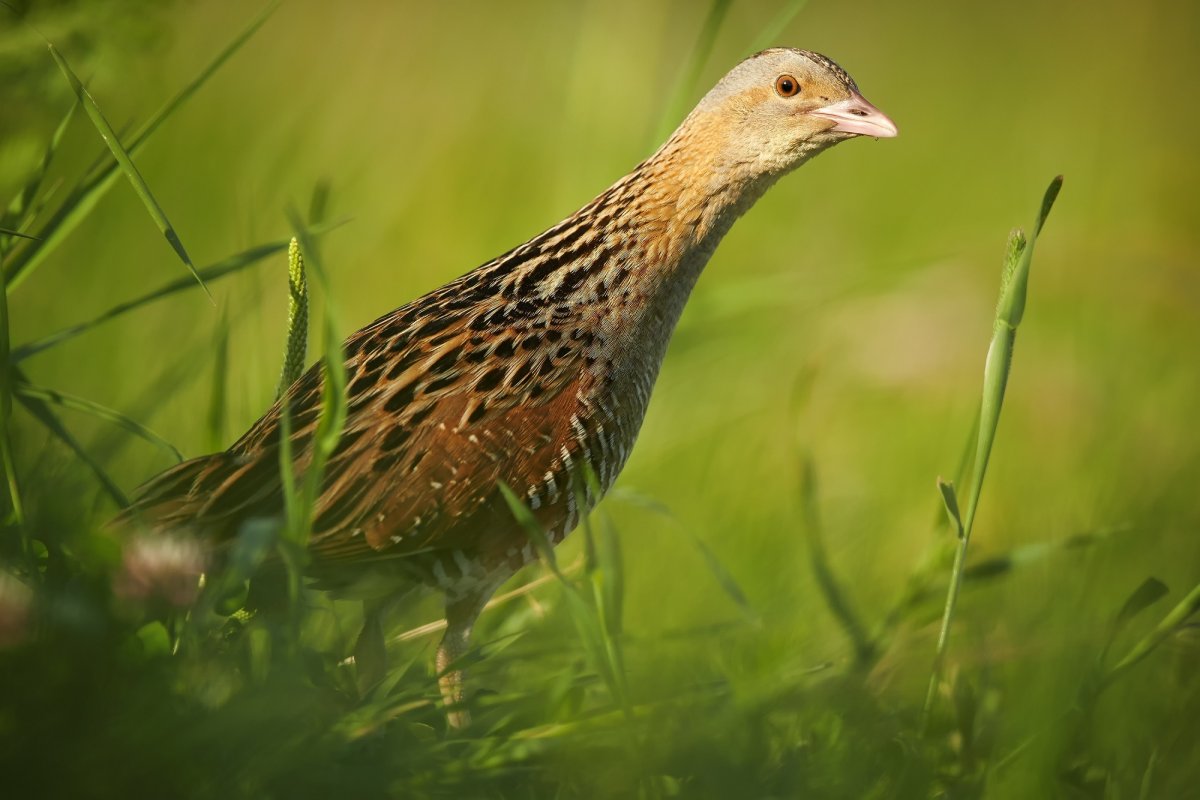 Коростель Дергач птица