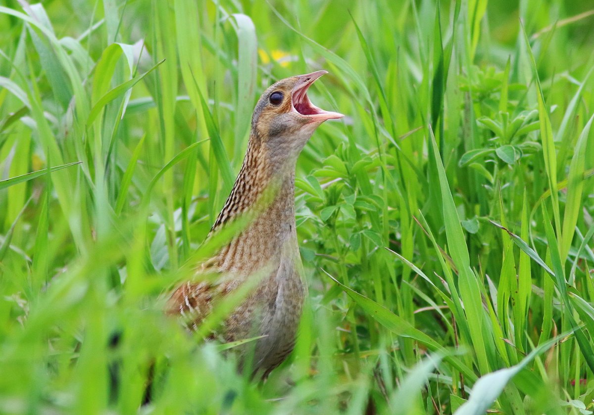 Коростель – Crex Crex