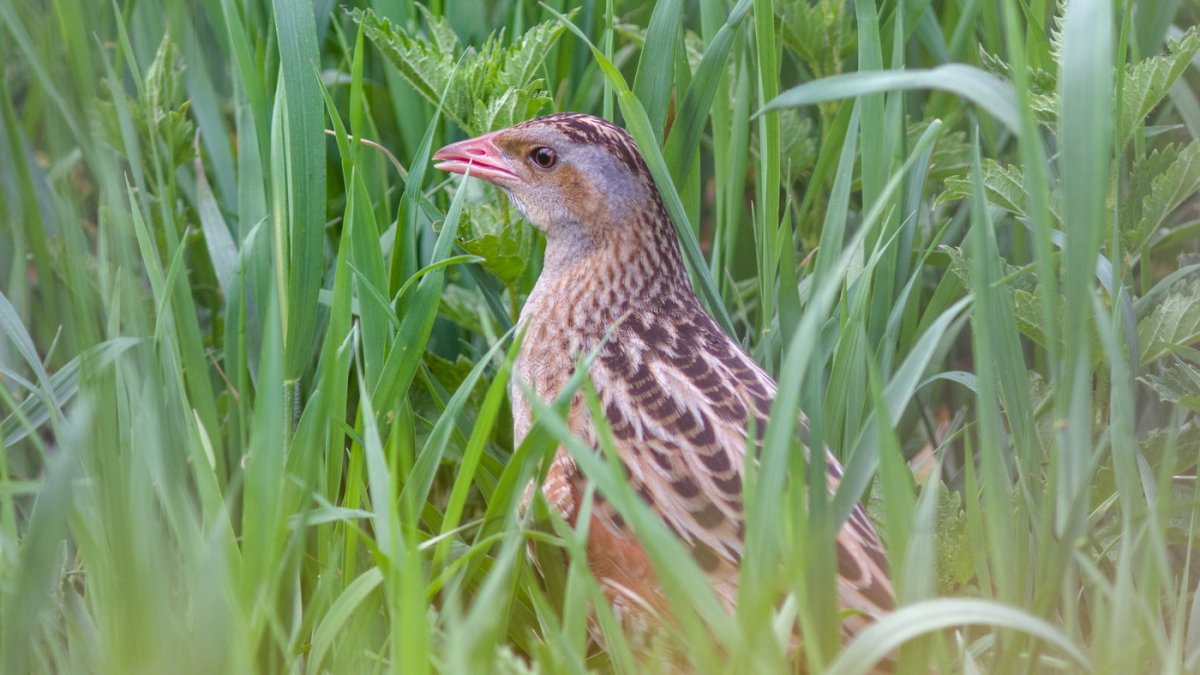 Коростель фото какие звуки издает