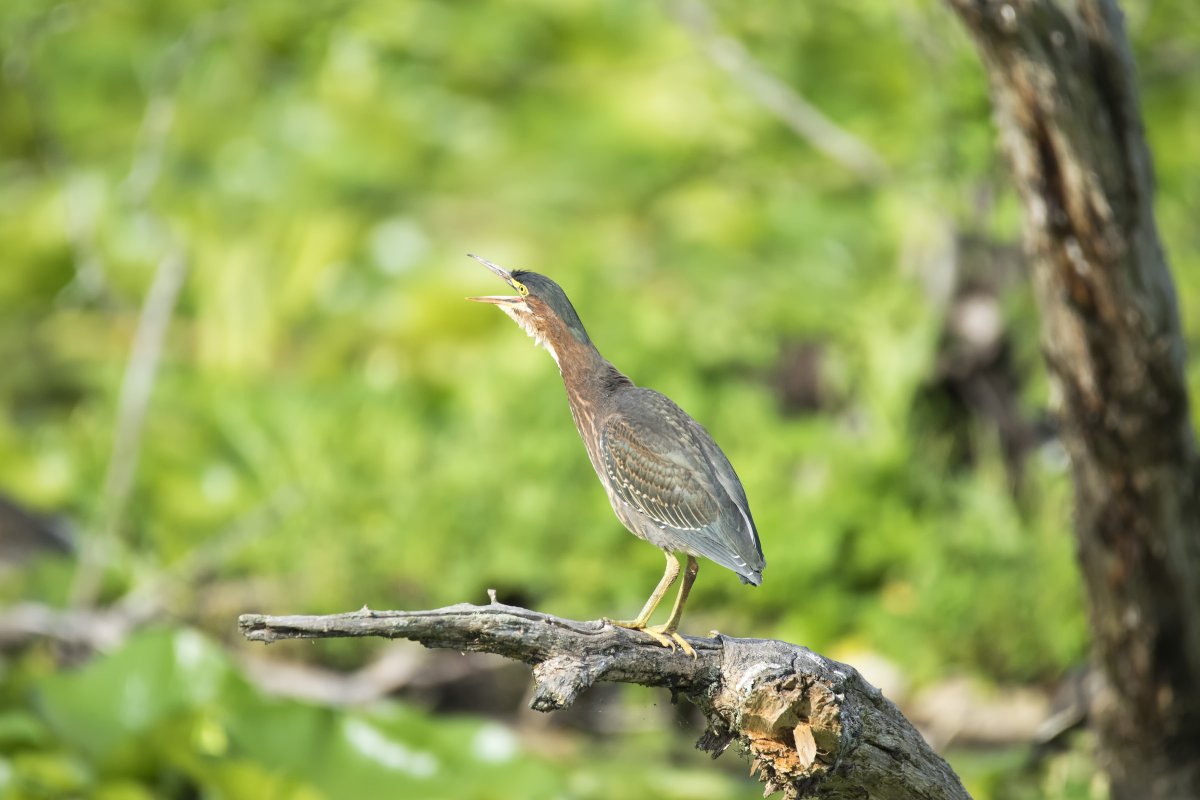 Коростель Дергач