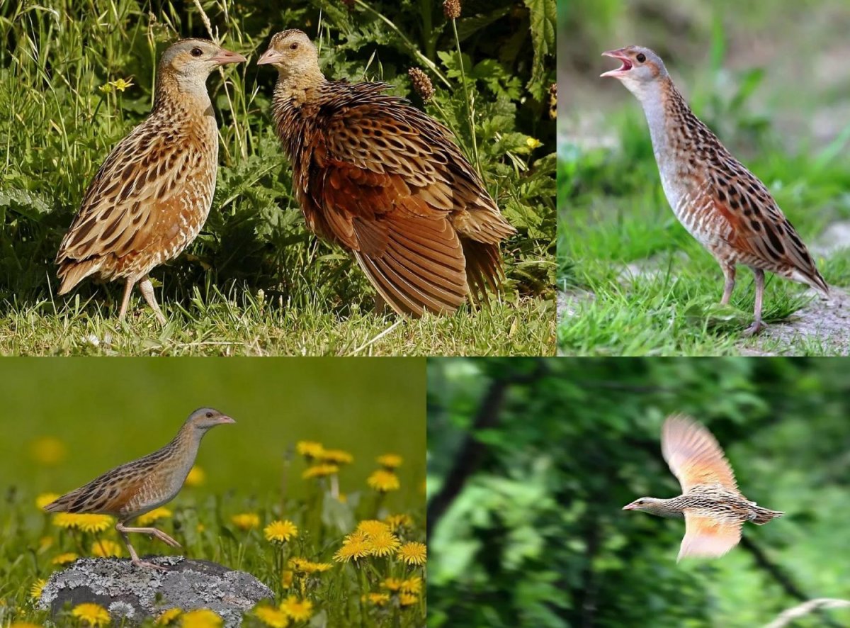 Коростель – Crex Crex