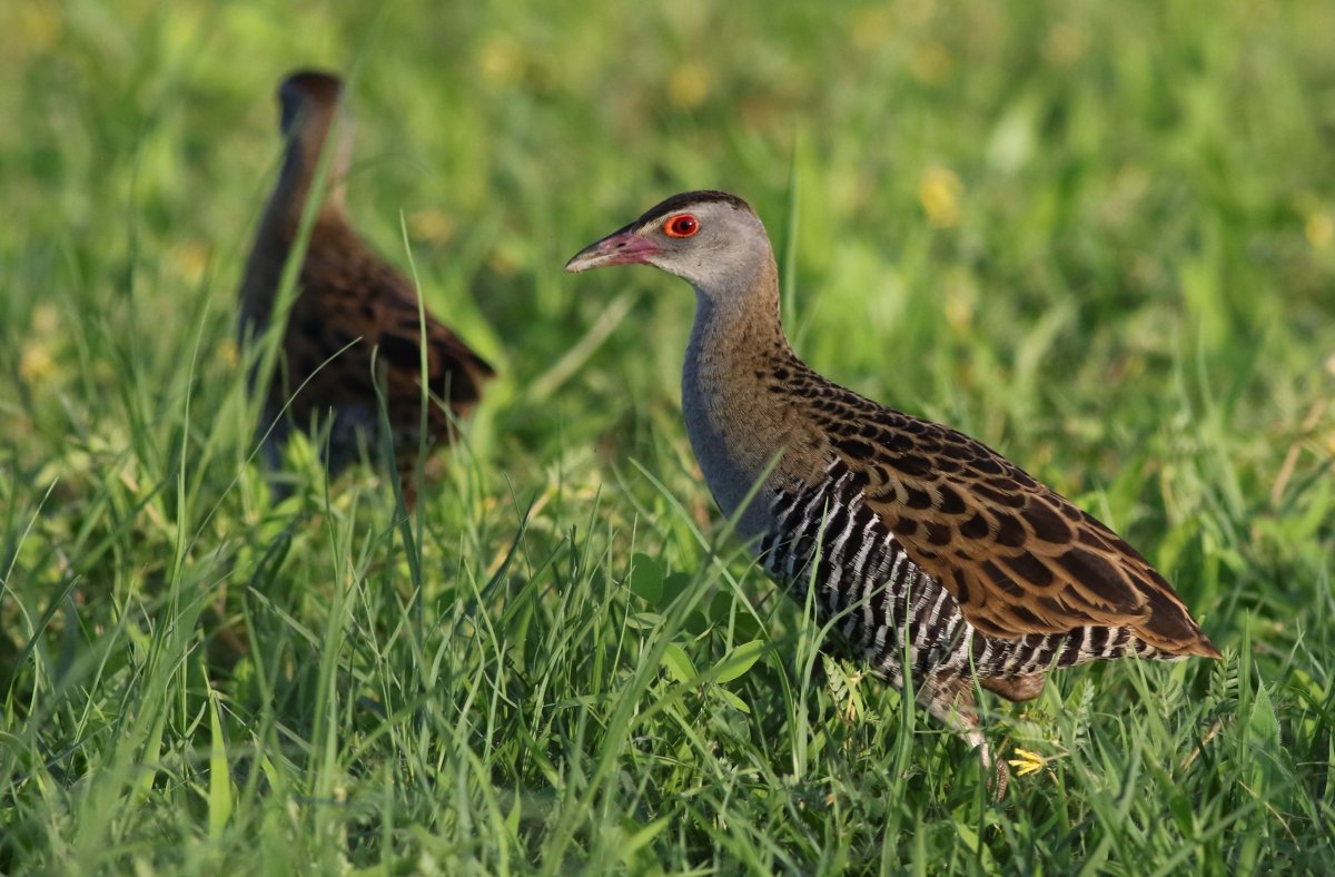 Коростель Дергач