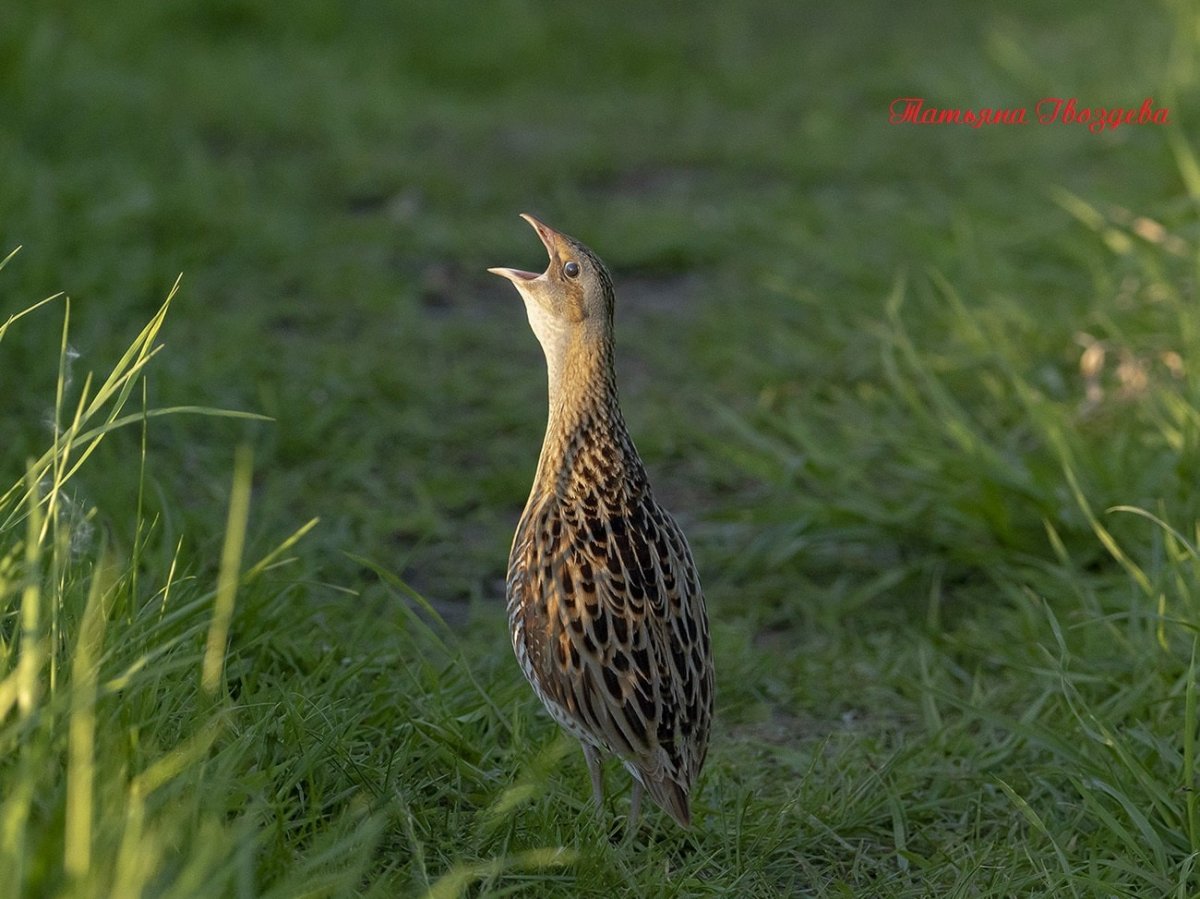 Болотный Коростель