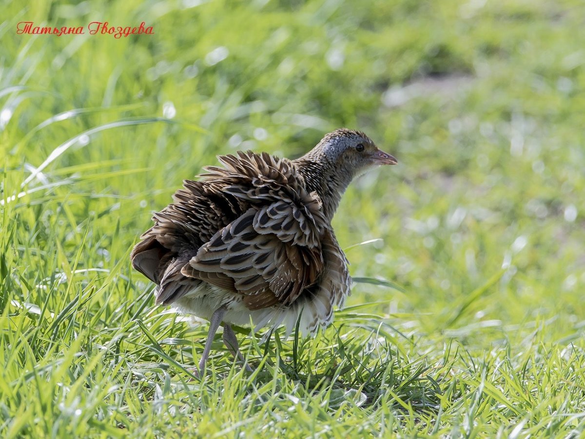 Коростель зимой