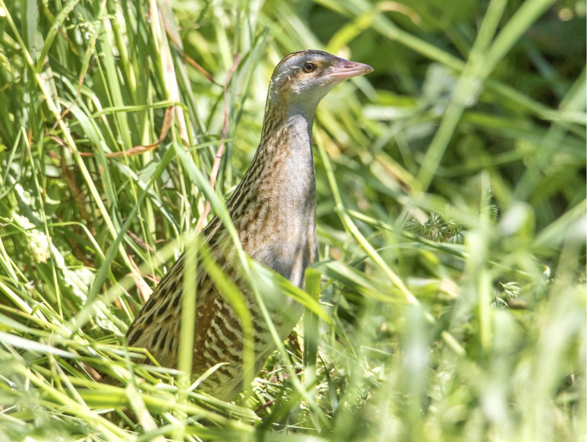Коростель птица Википедия