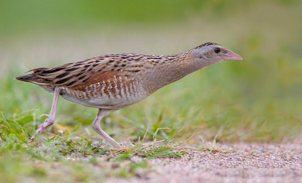 Болотный Коростель