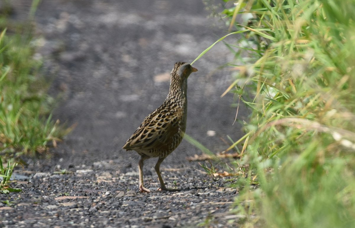 Болотная Курочка Коростель