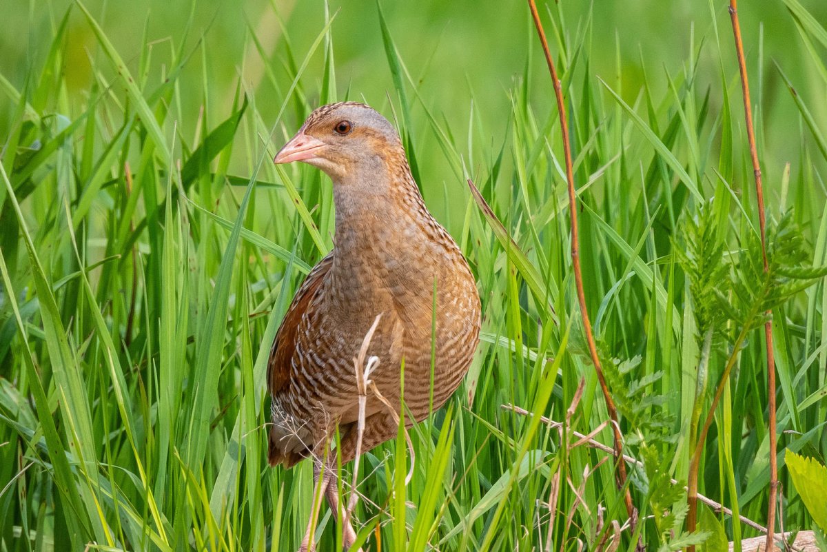 145. Коростель (Crex Crex)