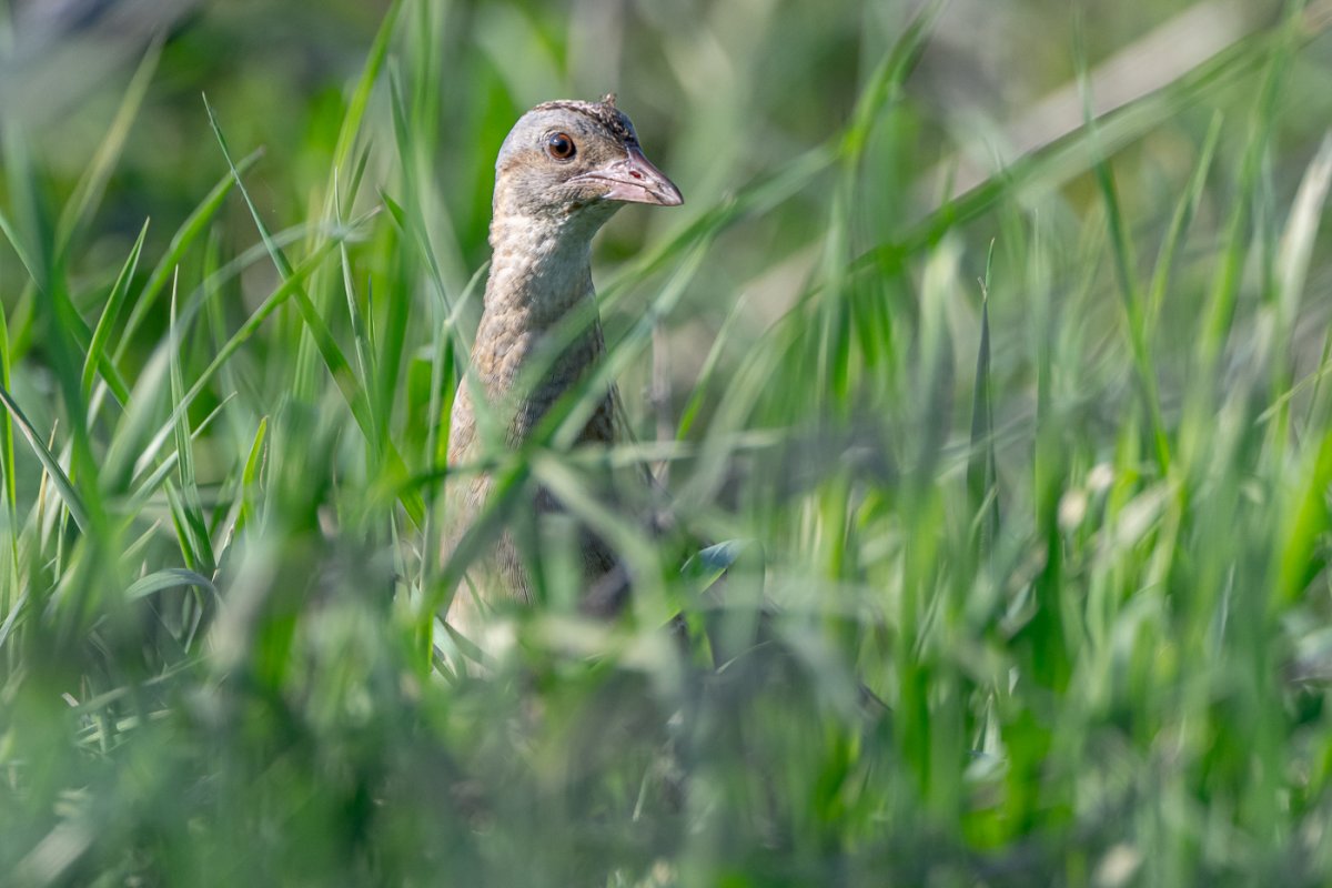 Коростель Болотная птица