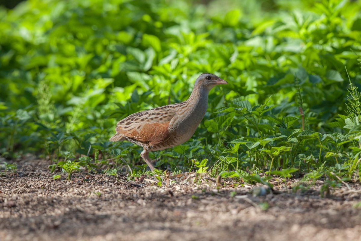 Коростель гнездо