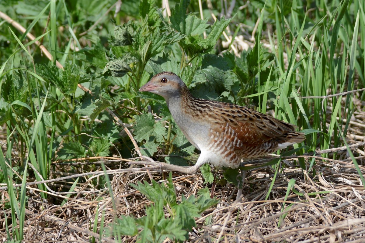 Коростель птица яйца