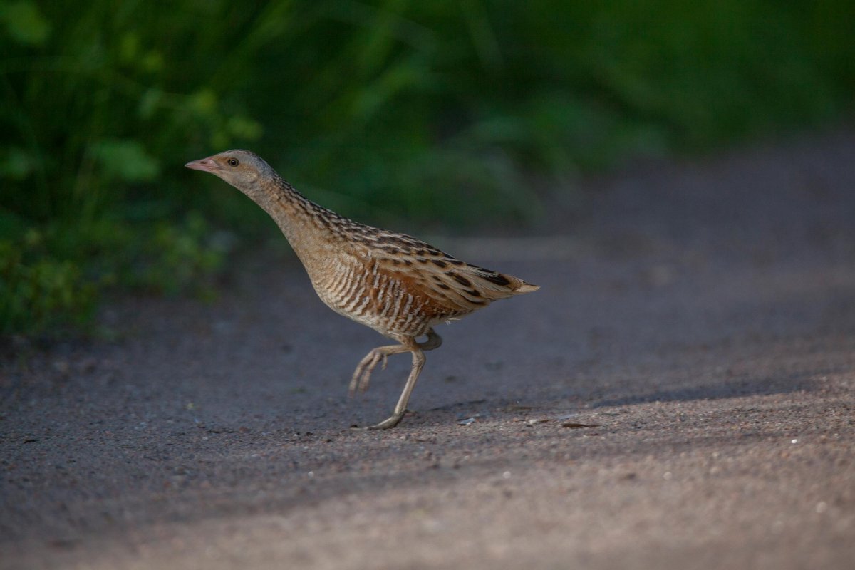 Коростель птица охота