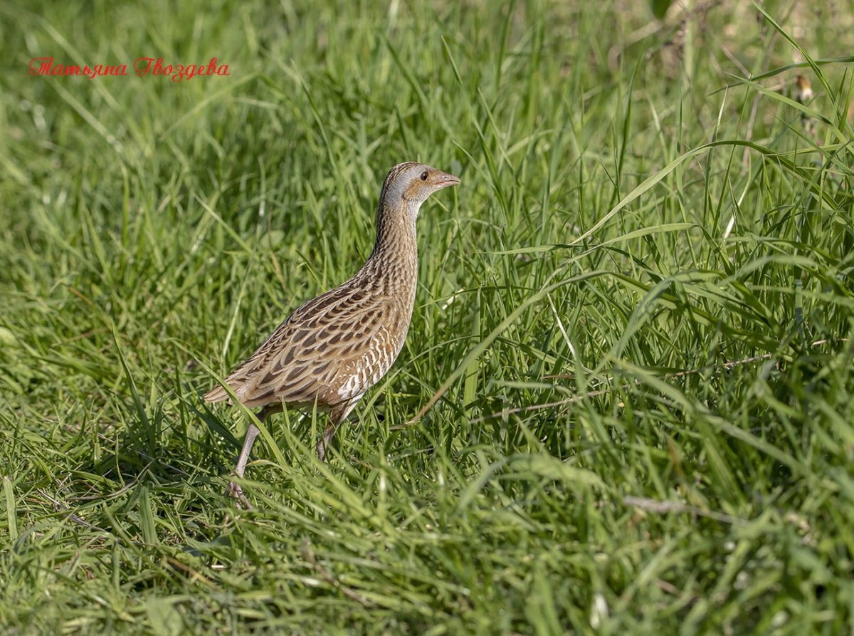 Коростель птица птенец