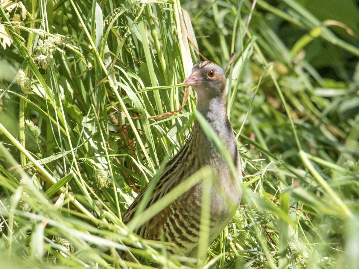 Коростель фото птицы голос