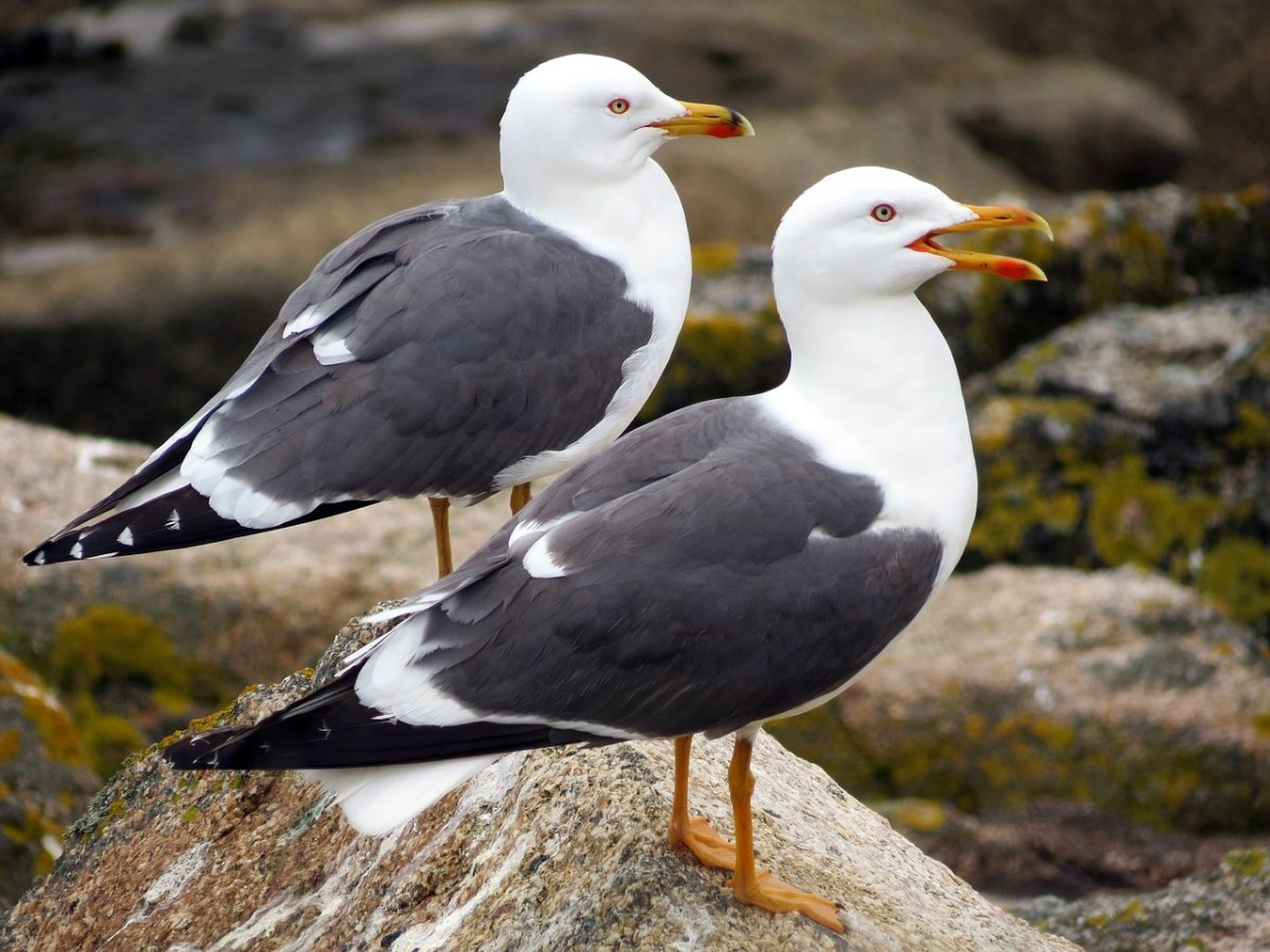 Черная Чайка