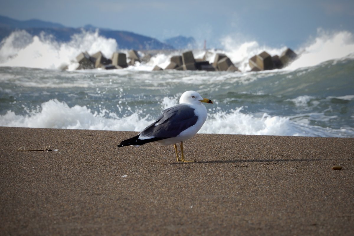 Птицы Чукотское море
