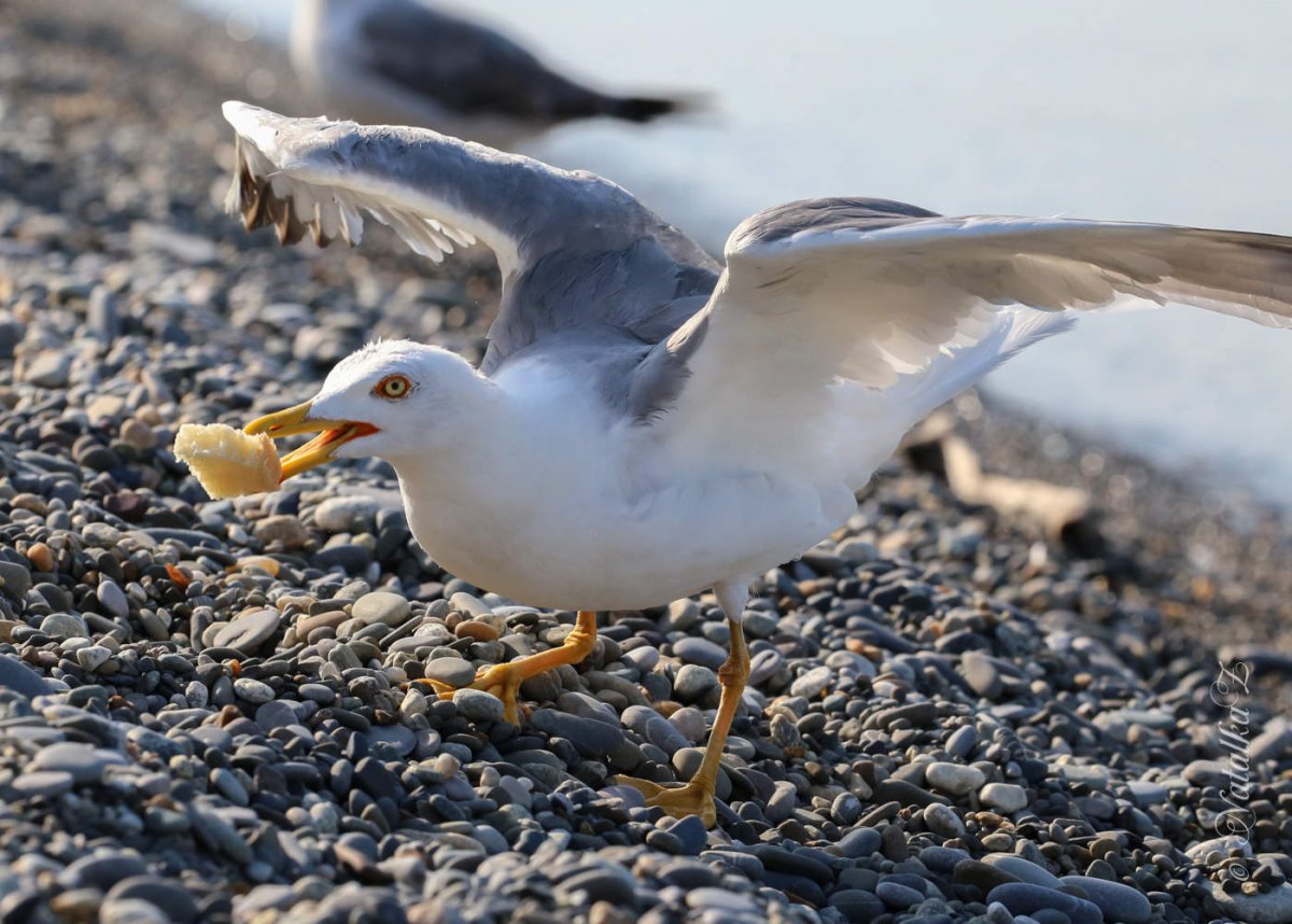Морские Чайки