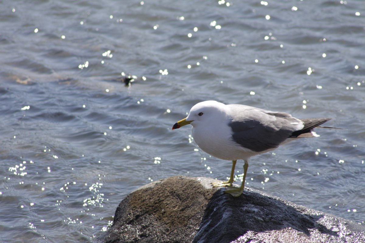Чайка ареал обитания