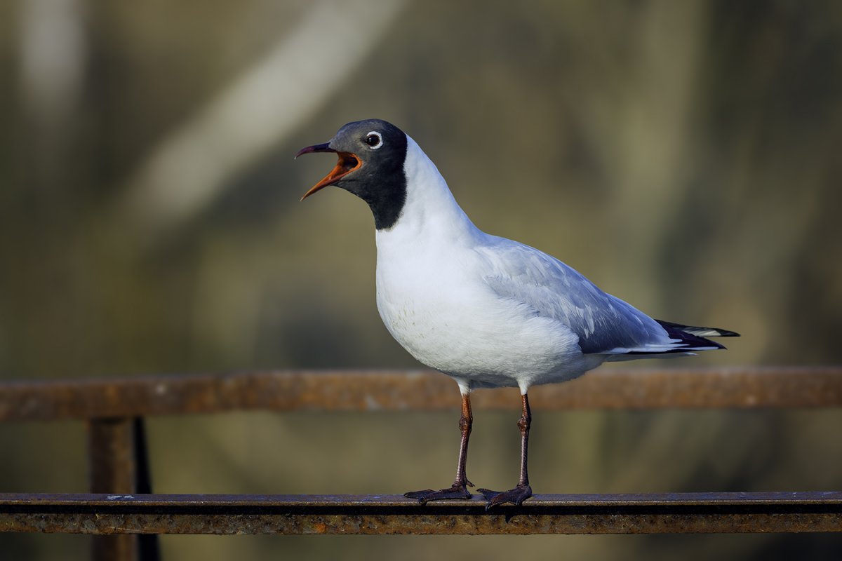 Серебристая Чайка гнездование