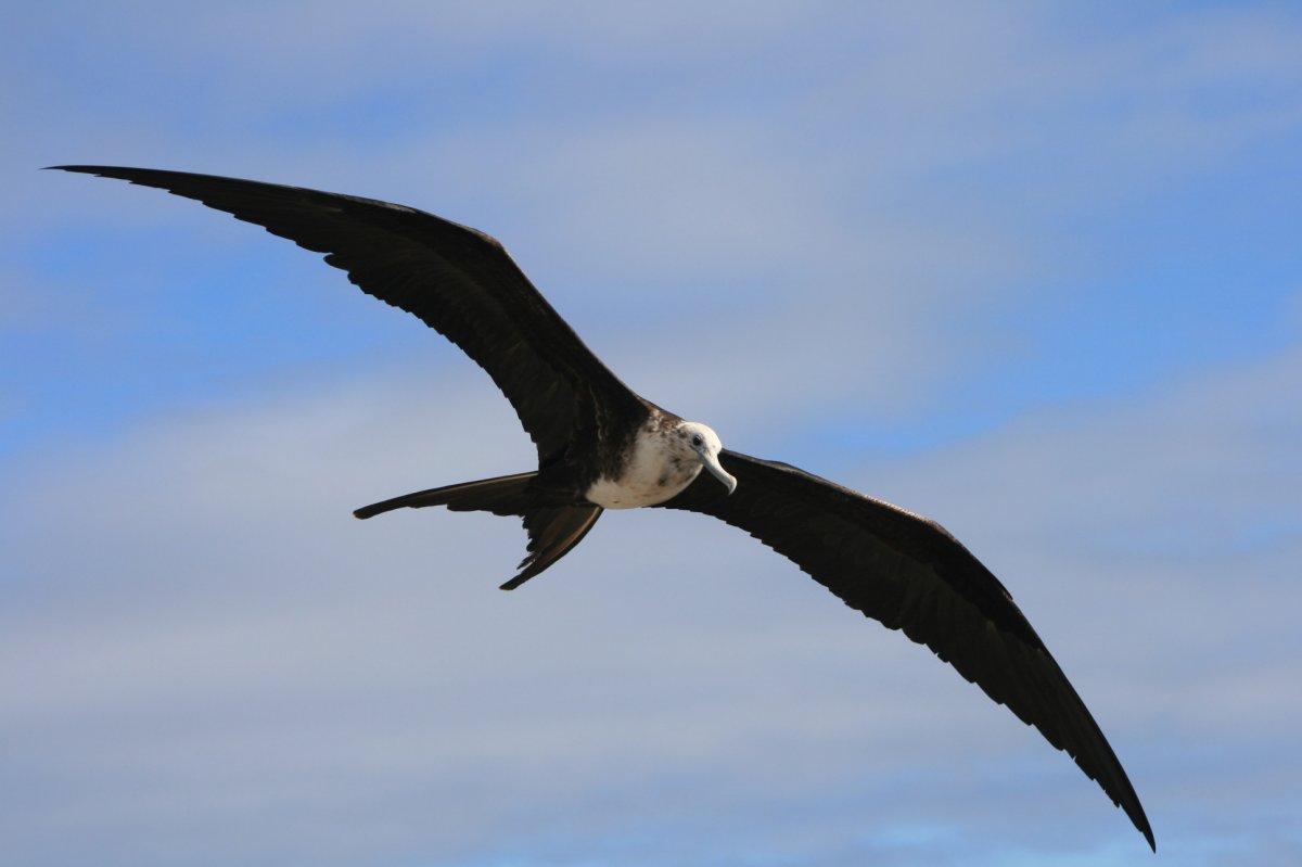Чайки с черными крыльями