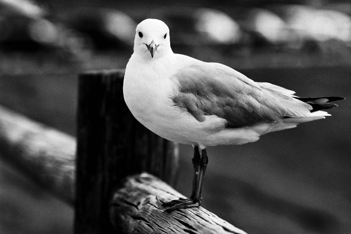 Чайка черно белая
