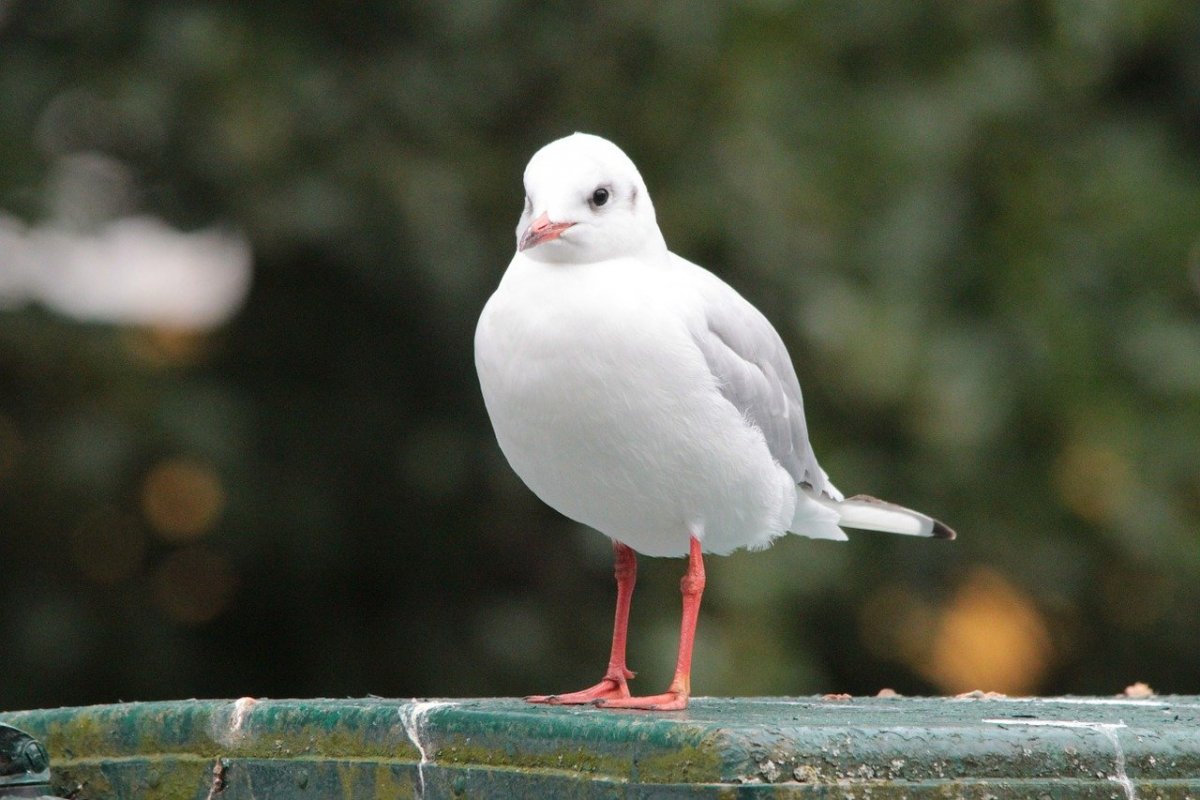 Серебристая Чайка и клуша-хохотунья