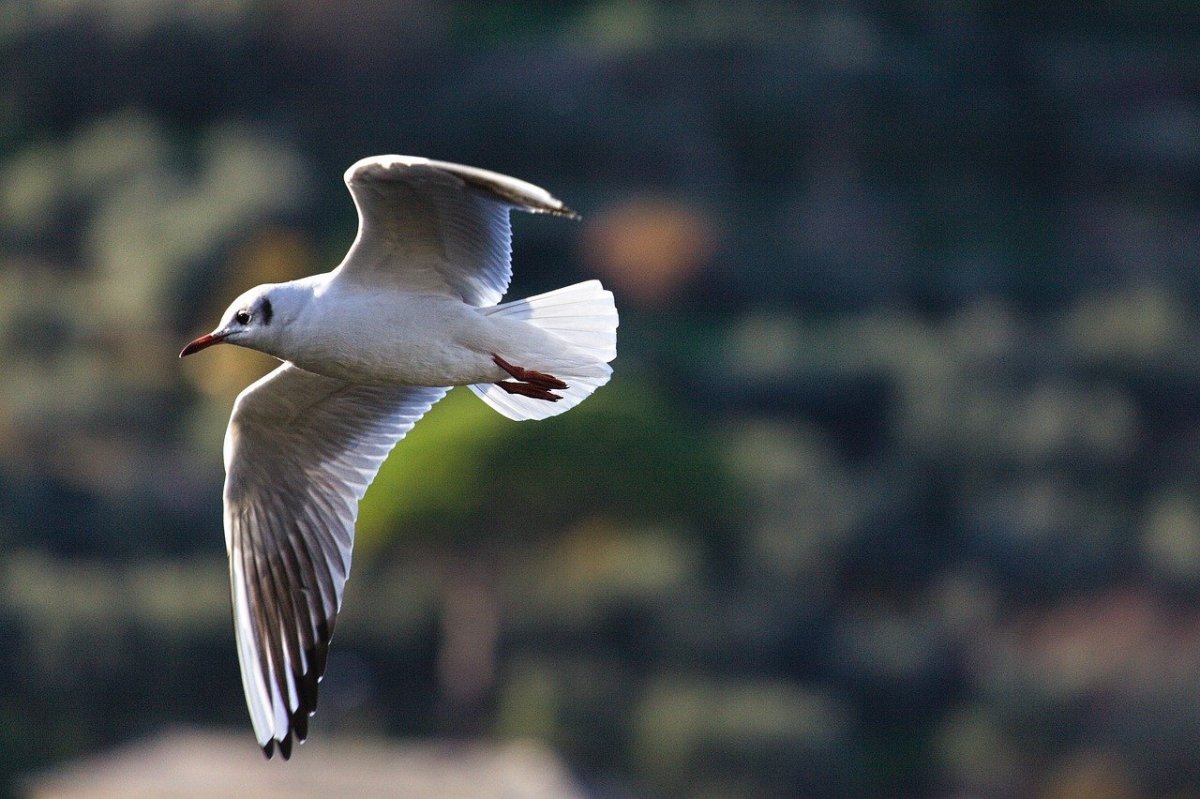 Чайка птица скорость