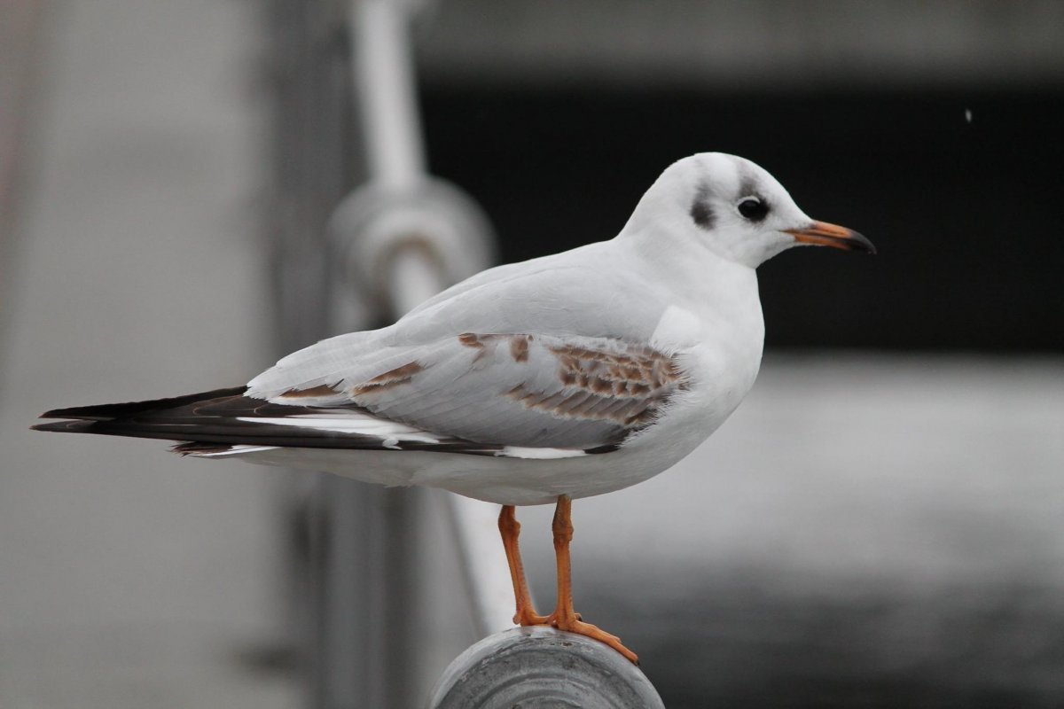 Черные Чайки