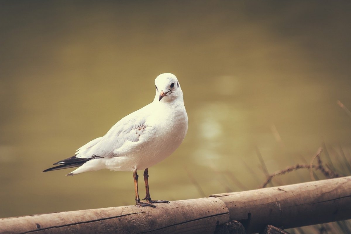 Птица в полете
