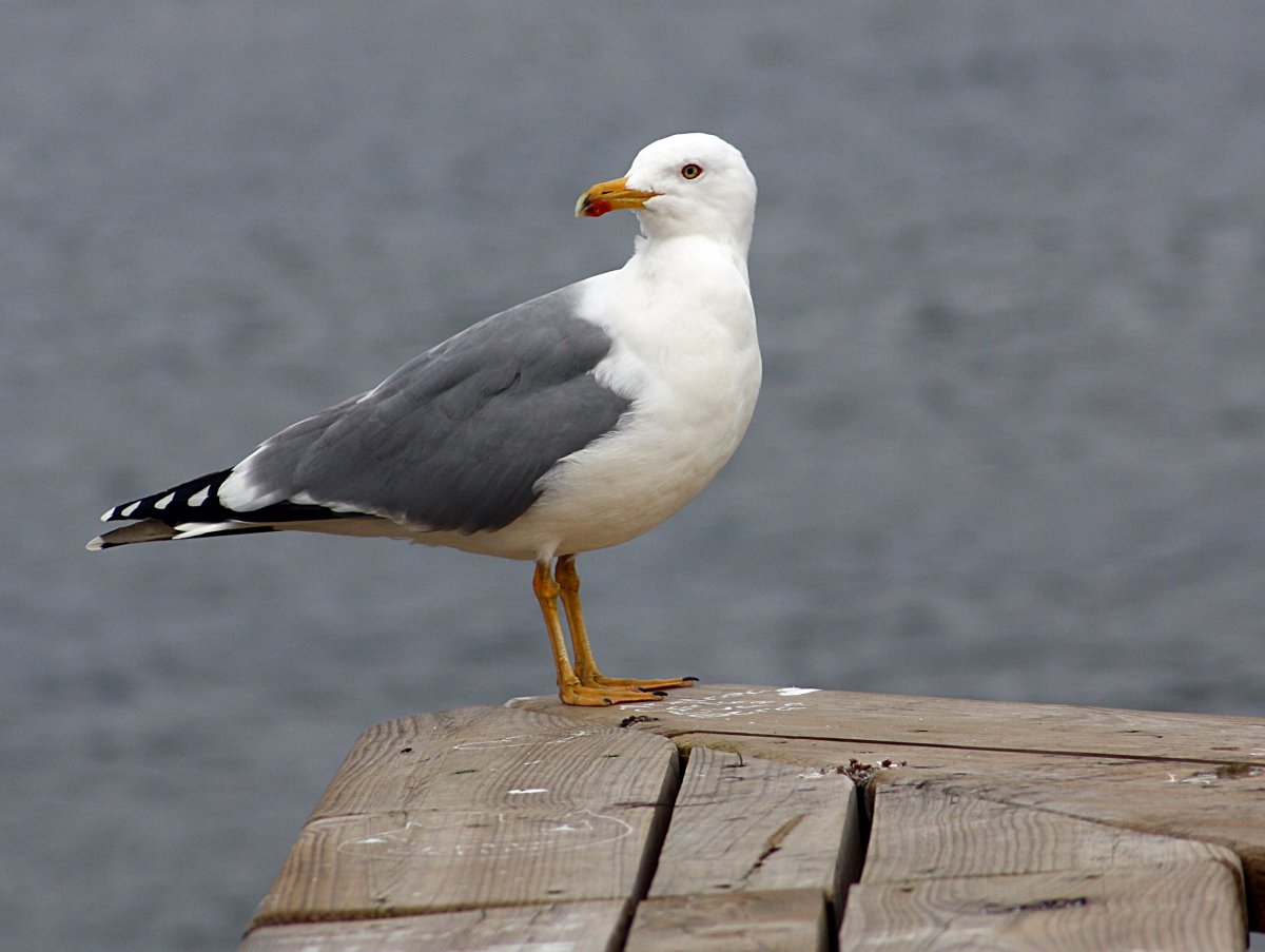 Чайка Баклан Альбатрос