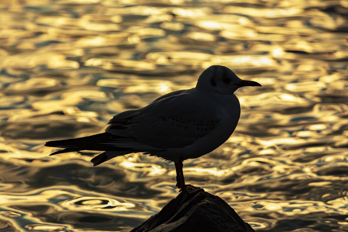 Чайка бешеная птица